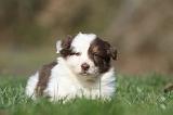 BORDER COLLIE 790
